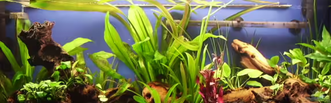 Becken 2471 von Jonathan Schaffer