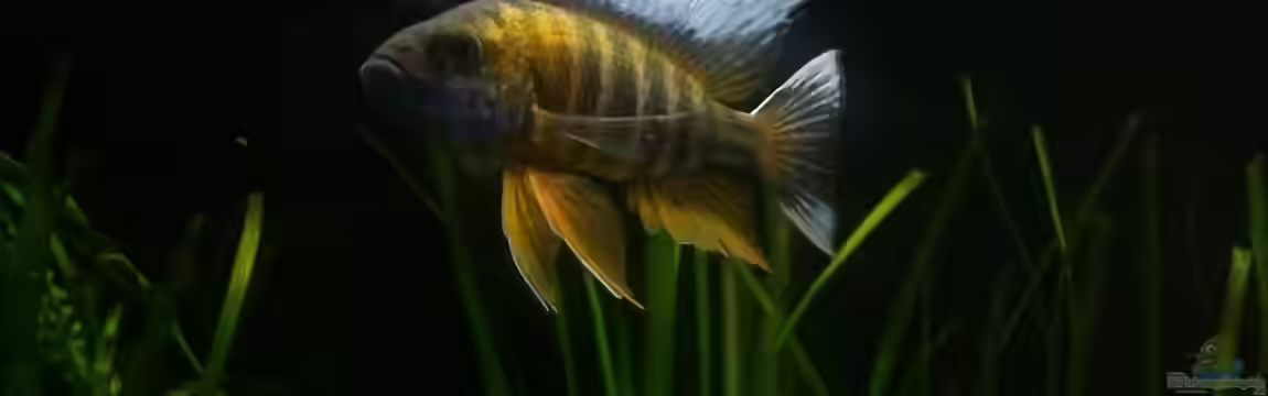 Becken 24810  ABZUGEBEN! von ABZUGEBEN!!