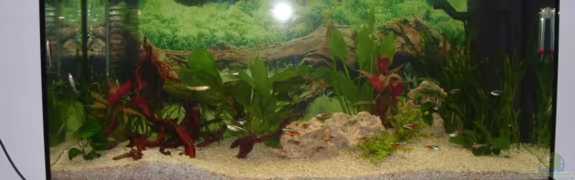 Becken 2482 von Wolfram Weise