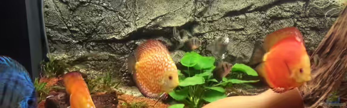 Becken 24844 von Hans Josef Hemm