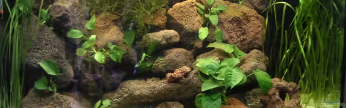 Becken 2486 von Thomas Schlechter