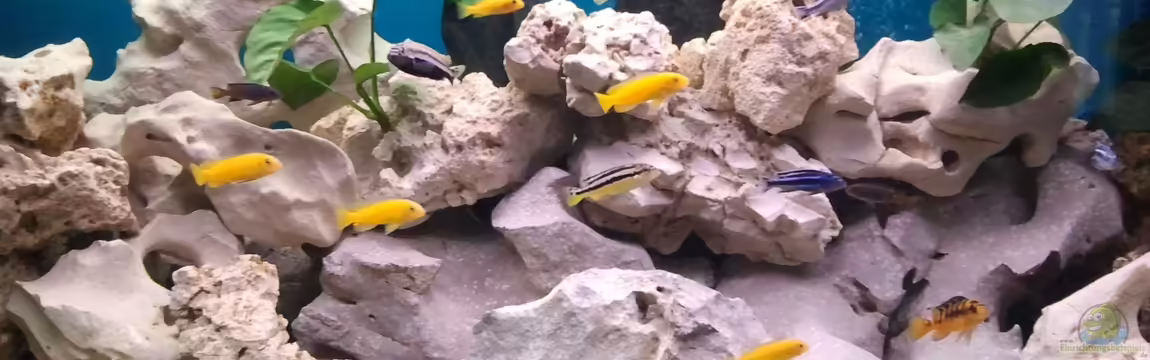 Becken 24883 von Malawi1