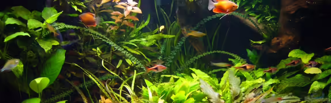 Becken 24912 von Jago