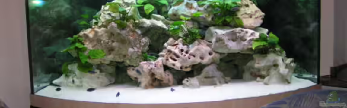 Becken 2495 von Dirk Ramoue