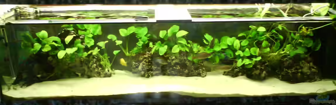 Becken 2496 von Alexander Siefer