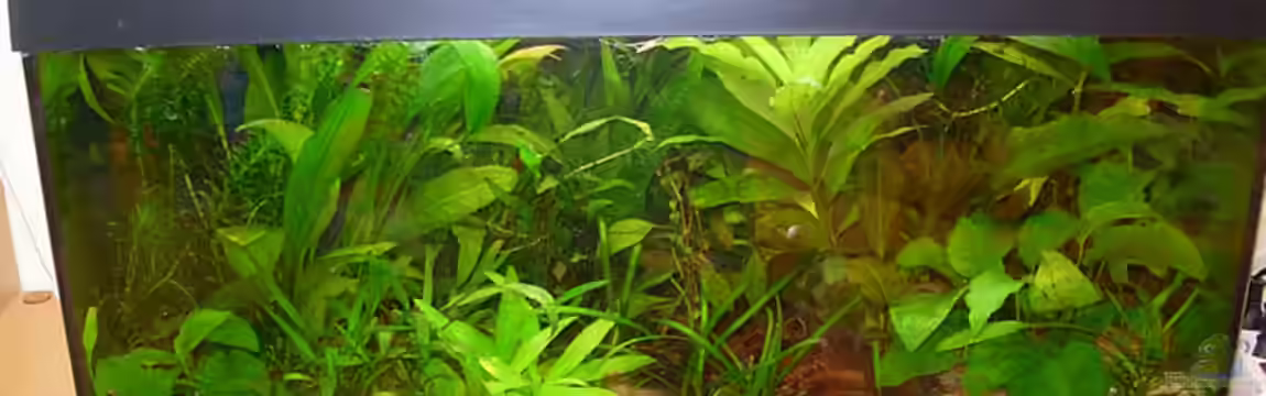 Becken 2497 von Anke Lutter