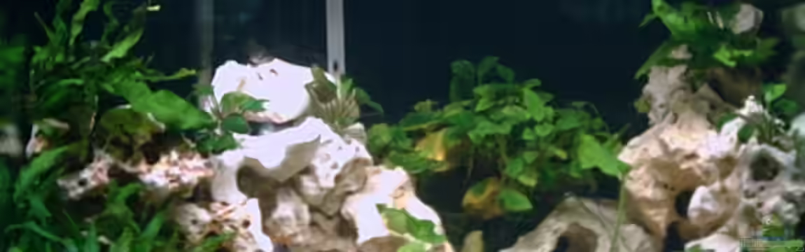 Becken 2499 von Thomas-Jörg Prütz