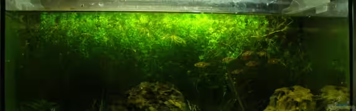 Becken 2503 von Patrick Stobbe