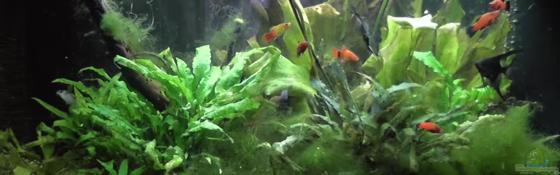 Becken 25080 von Kimberly