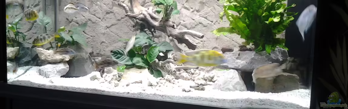 Becken 25097 von Frank Lefers