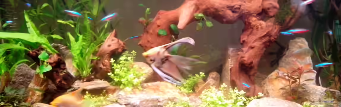 Becken 25121 von Neulinger