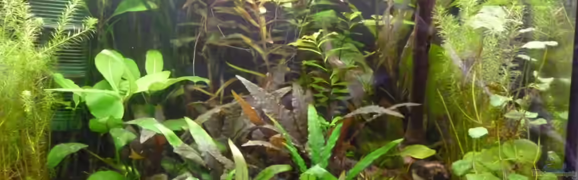 Becken 25217 von Freudenfeuer