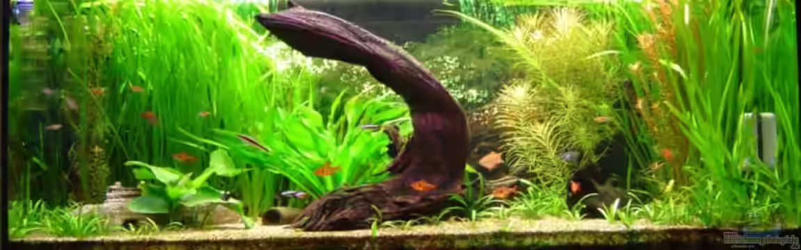 Becken 2523 von Thomas Schlechter