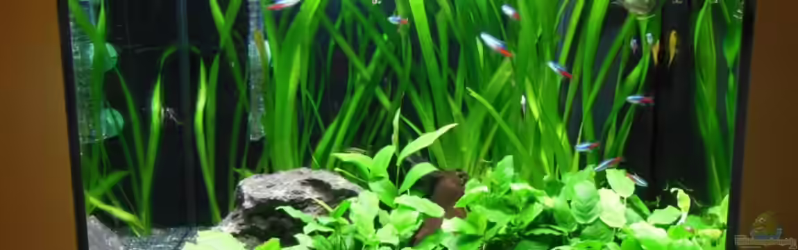 Becken 25238 von steheck