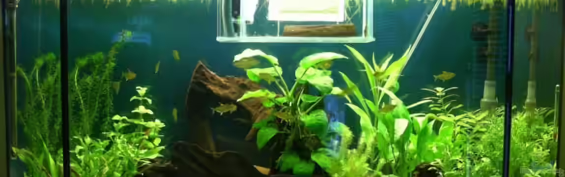 Becken 2529 von Mandy Liebig