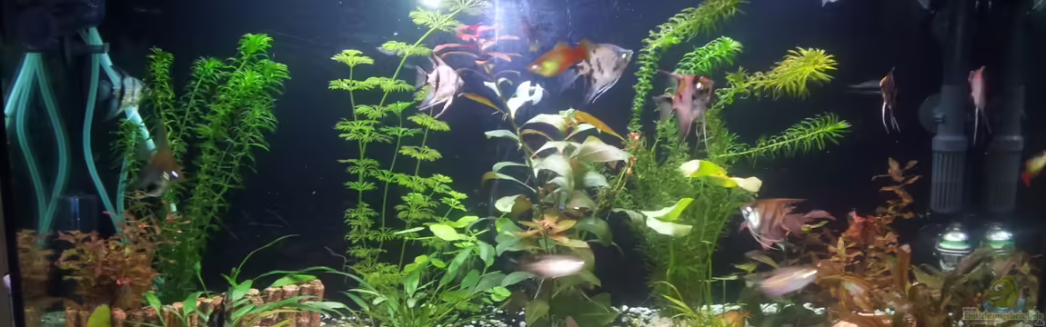 Becken 25340 von Steffinchen