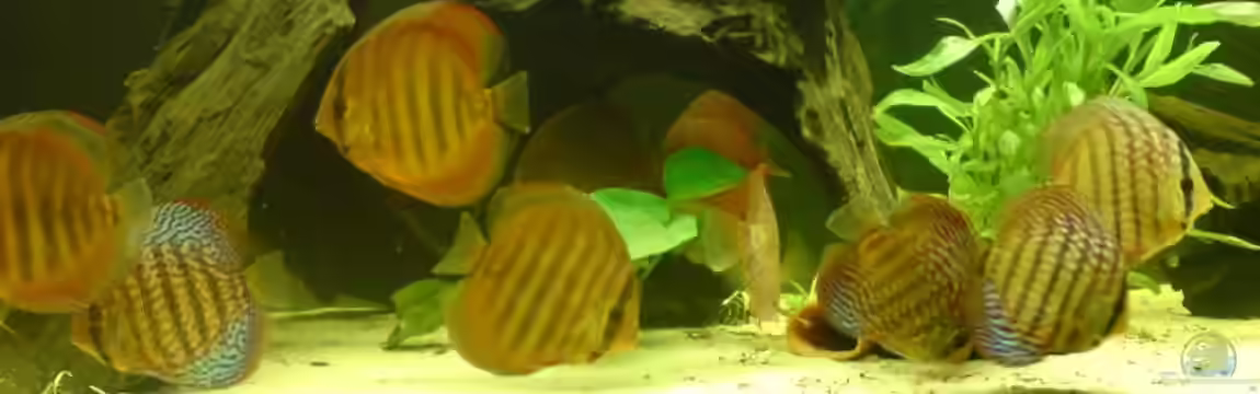 Becken 2537 von Costa Reichl