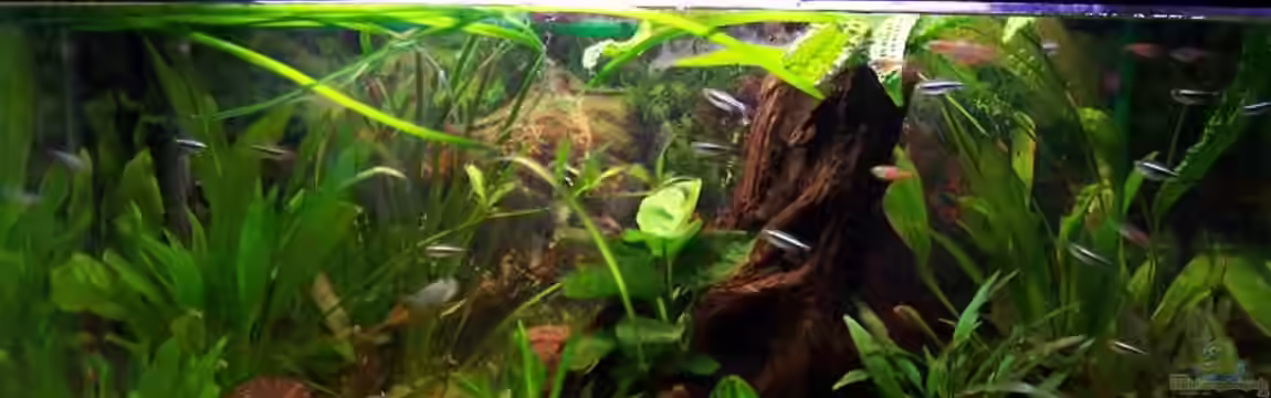 Becken 2544 von Michael Schillerwein