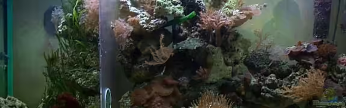 Becken 2550 von Michael Gründl