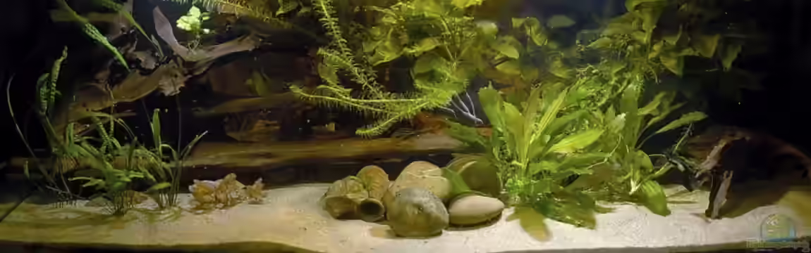 Becken 2553 von Uwe Dölling