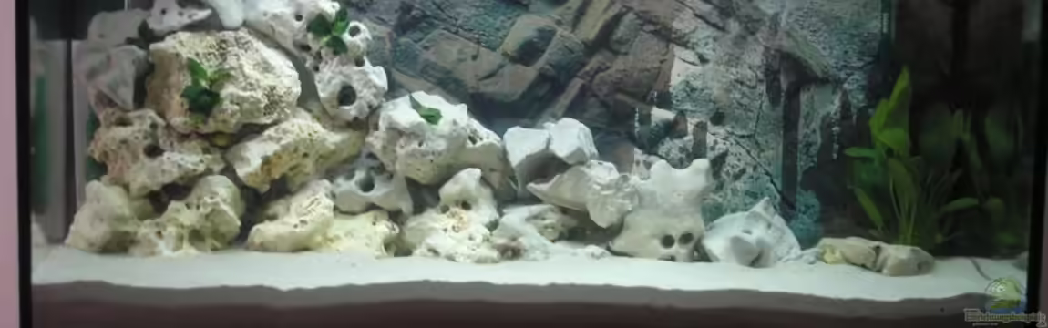 Becken 2556 von Stefan Hursie