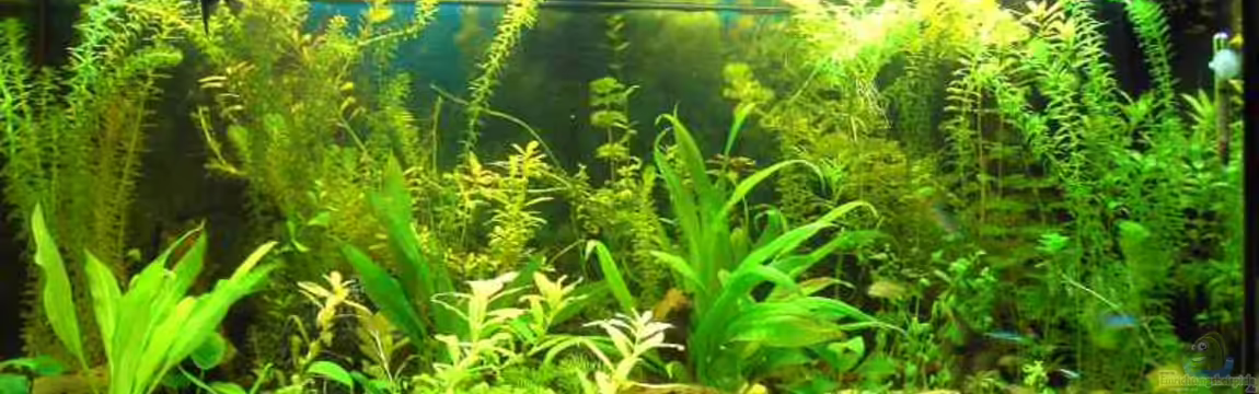 Becken 2557 von Frank Dämmrich