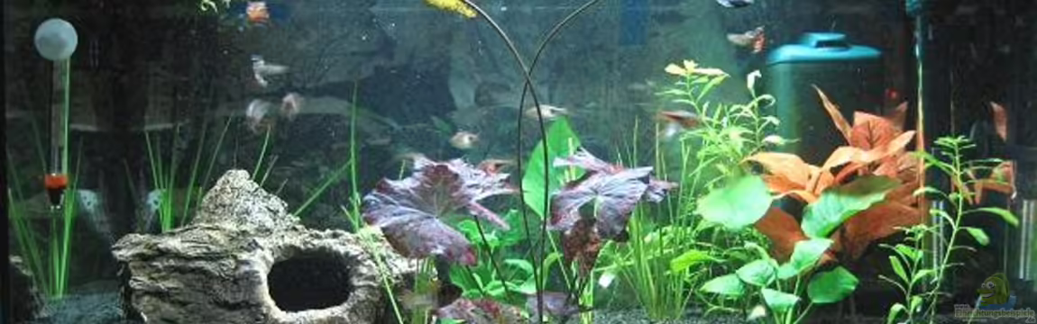 Becken 2561 von Andrea Wiegard