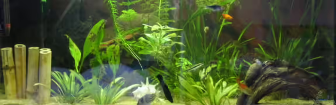 Becken 2575 von Dennis Höhnisch