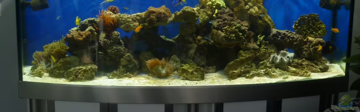 Becken 25756 von Sid