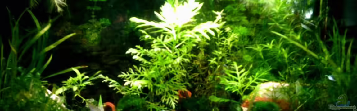 Becken 2581 von Lydia Schneider