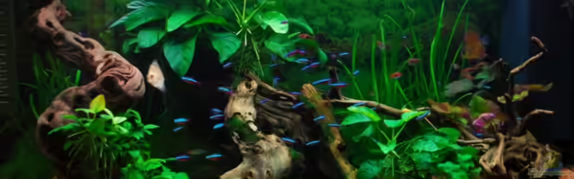 Becken 2591 von Michael Kunz