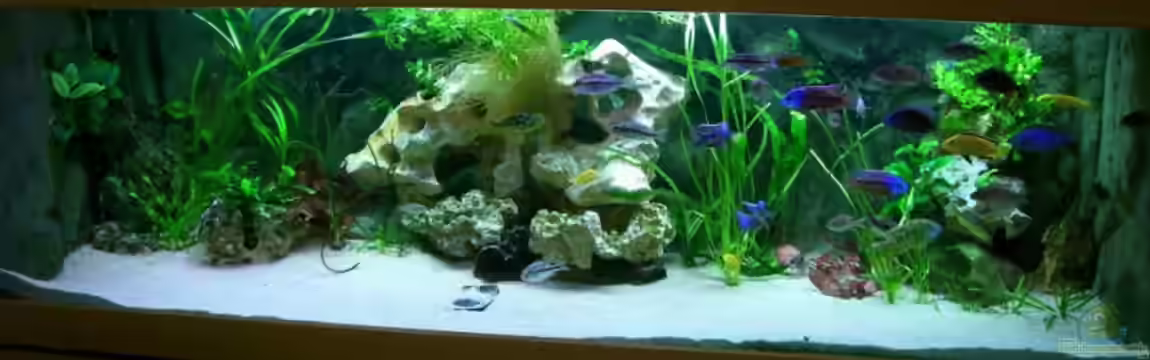 Becken 260 von Rodney Kolbusa