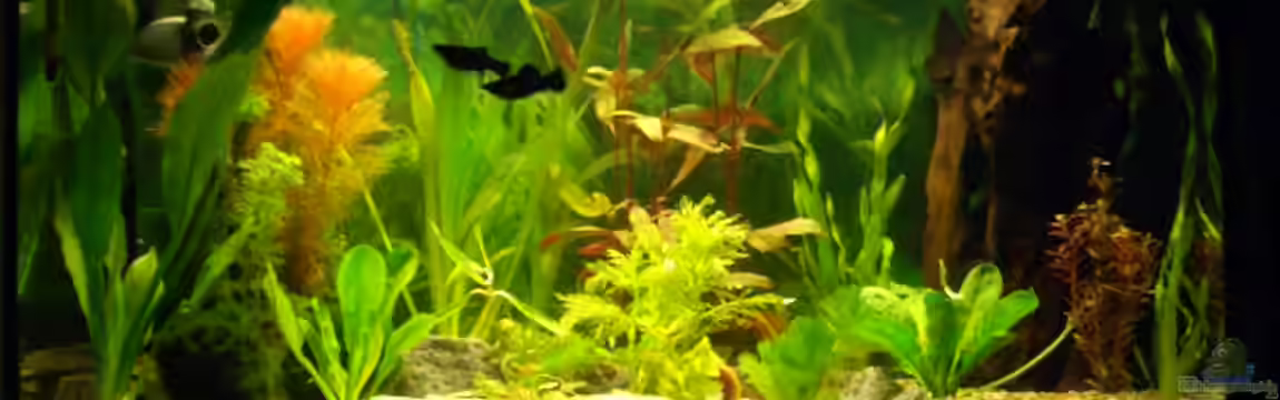 Becken 2607 von Axel Bauer