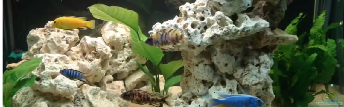 Becken 2624 von Michael Kamrath