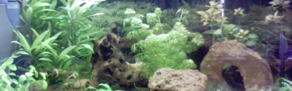 Becken 2628 von Katharina Busch