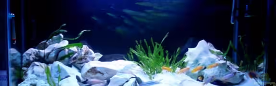 Becken 2635 von Nikola Balov