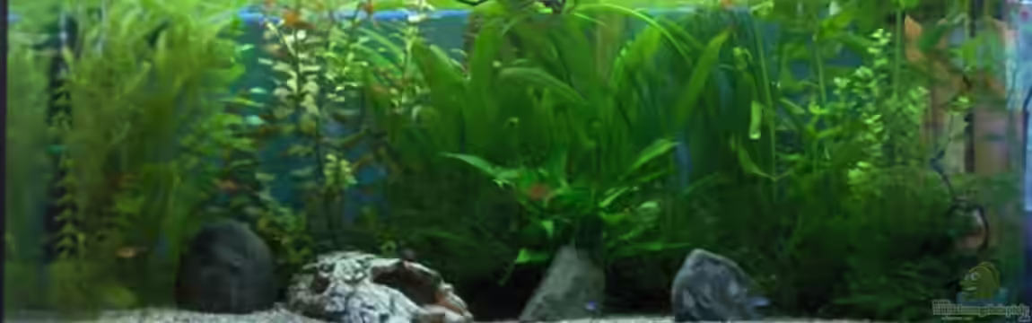 Becken 2638 von Daniel Raasch