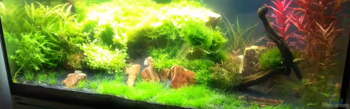 Becken 26389 von Lisa242