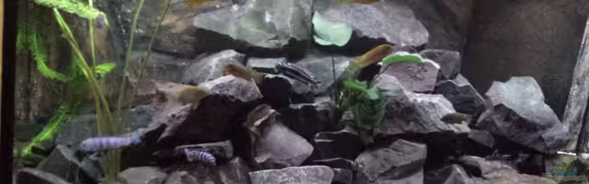 Becken 26401 von malawiwilly