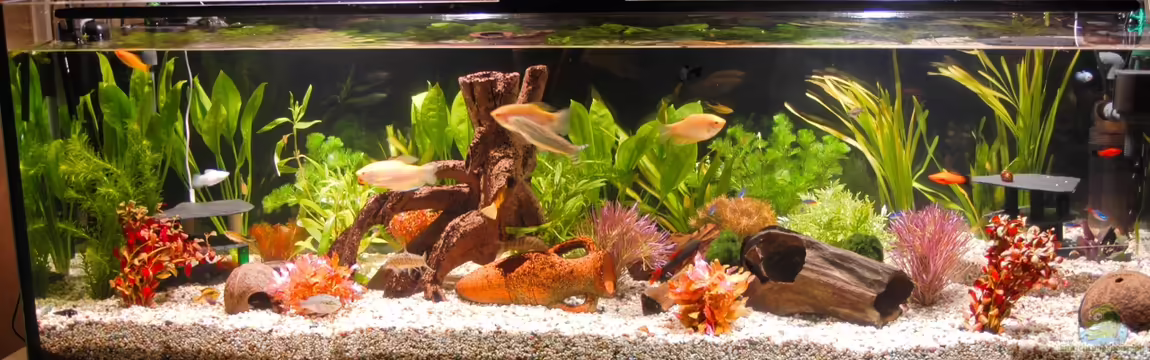 Becken 26455 von Peter