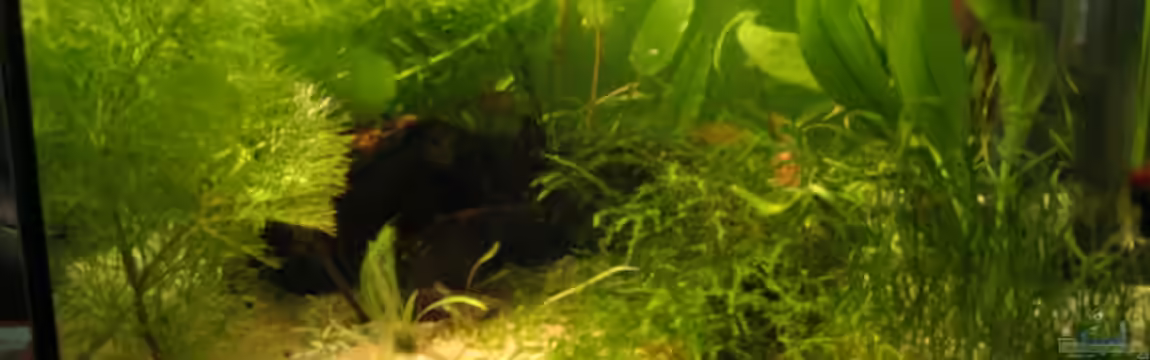 Becken 2650 von Sabine Kainz