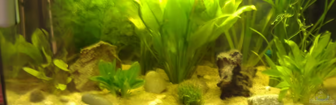 Becken 2654 von Andreas Lustenberger