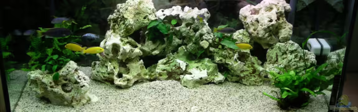 Becken 2677 von Jonas Hegemann