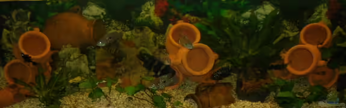 Becken 2679 von Sigfried Scheiber