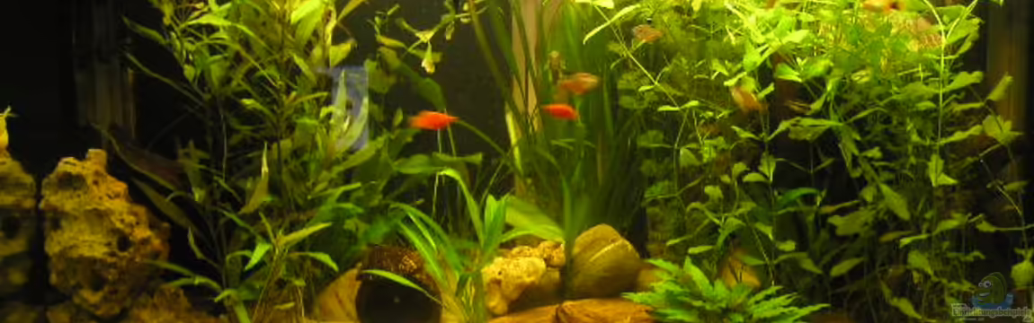 Becken 2697 von Stefan Kuhne