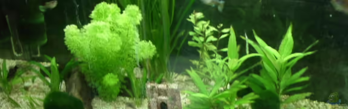 Becken 2698 von Michael Hans