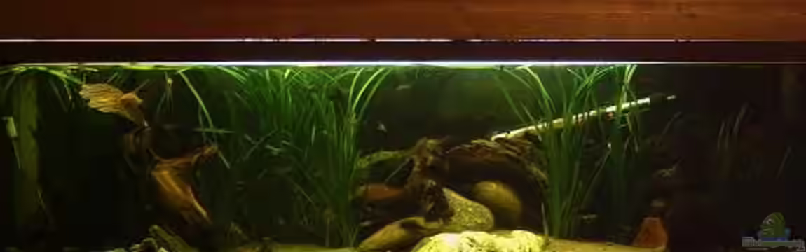 Becken 2699 von Thomas Schröder