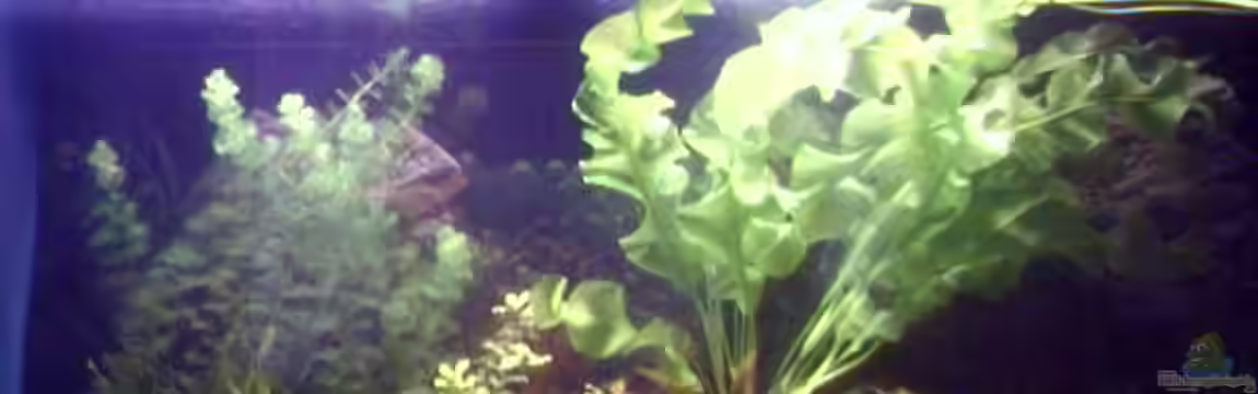 Becken 2706 von Diana Fröhlich