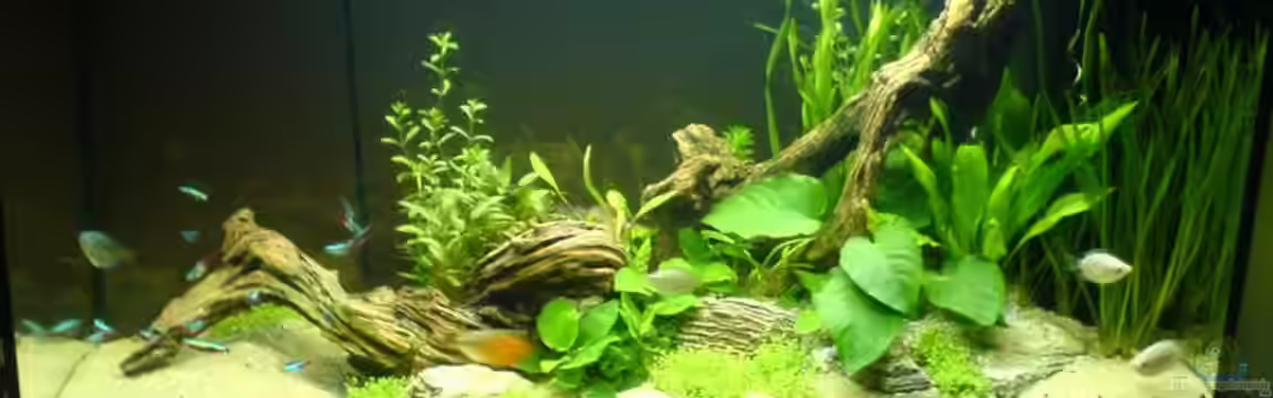 Becken 2707 von Mischa Vos