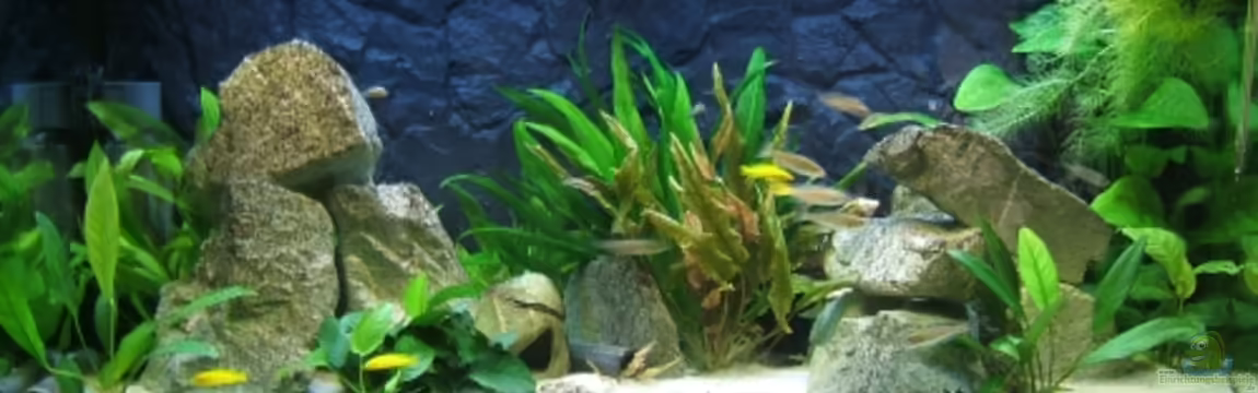 Becken 2708 von Christoph Meier